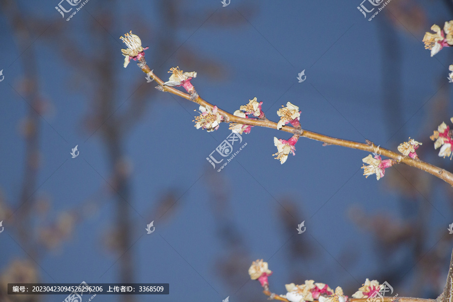 苹果花