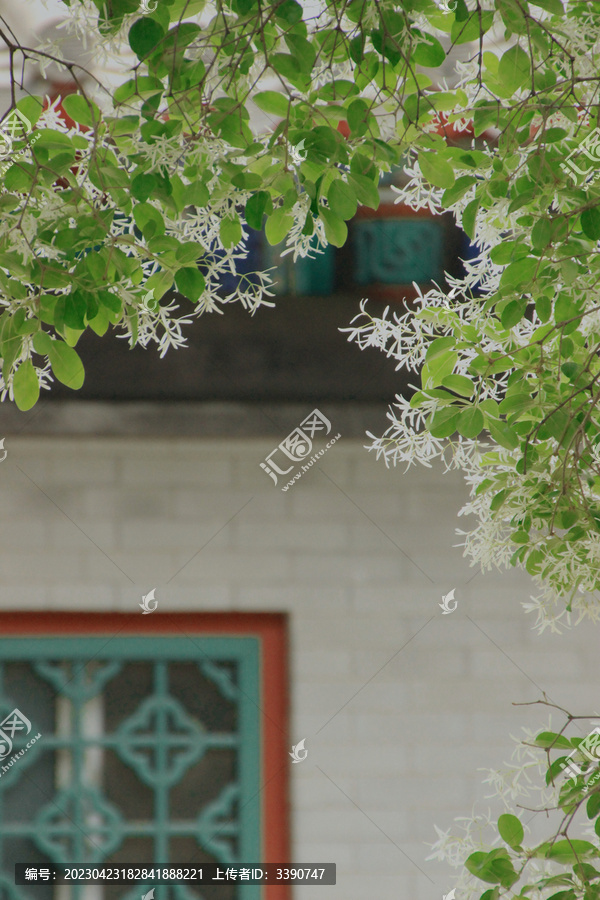 春天开花的白色流苏树