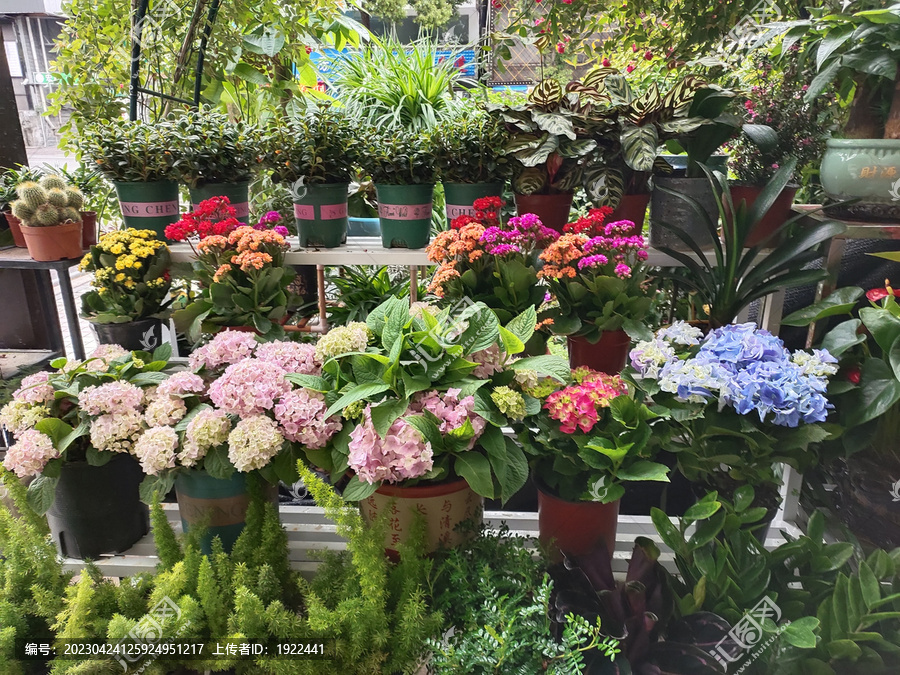 花店里的各种盆景