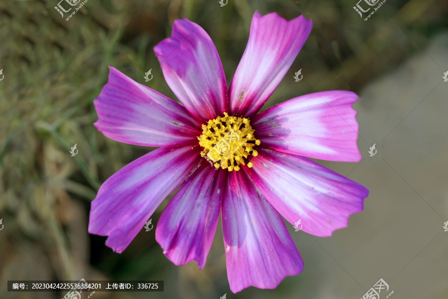 藏区格桑花花朵