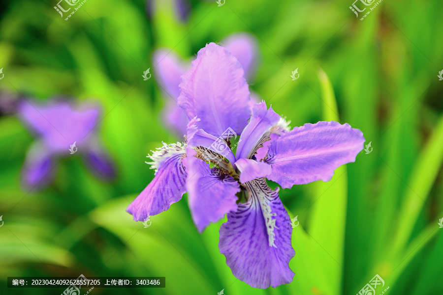 鳶尾花