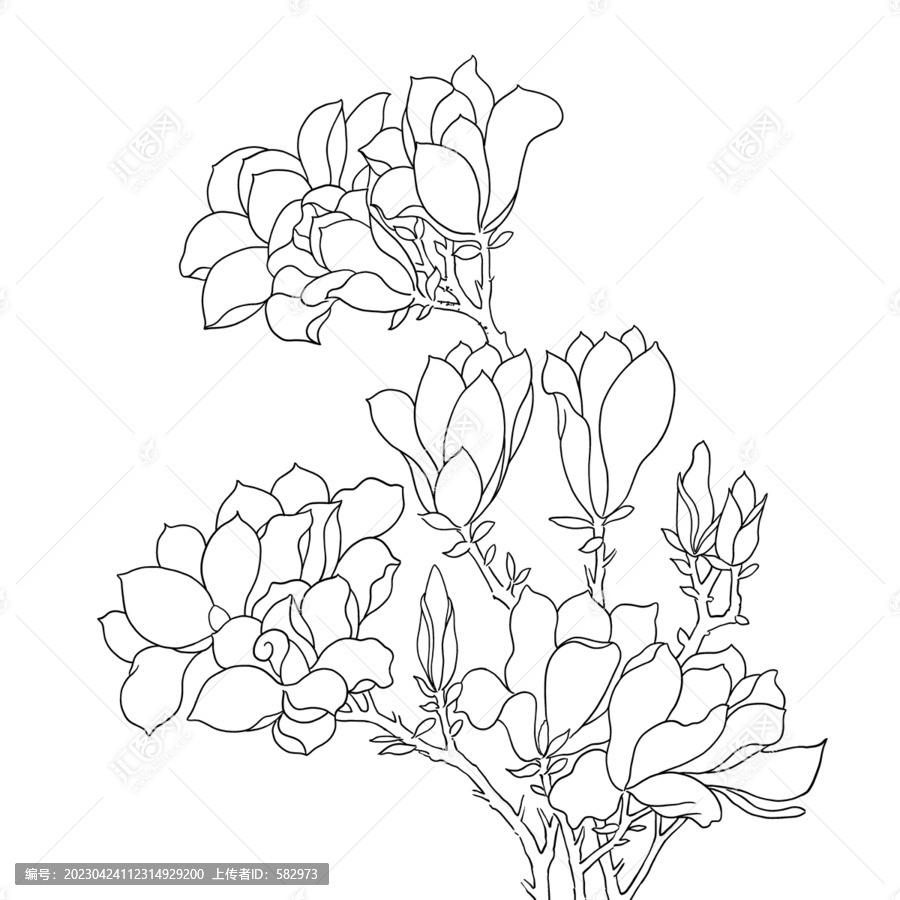 玉蘭花白描線稿
