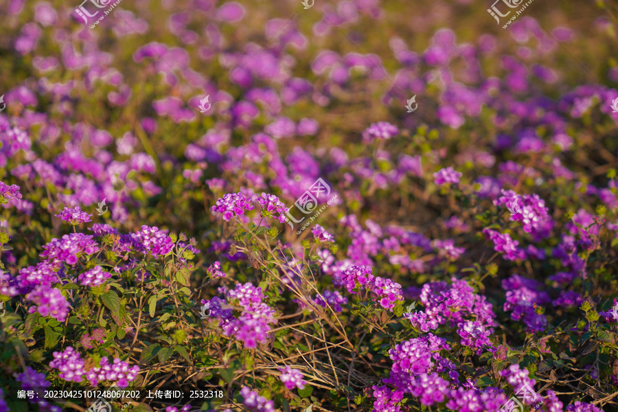 春天花卉花蕾花苞花瓣花朵