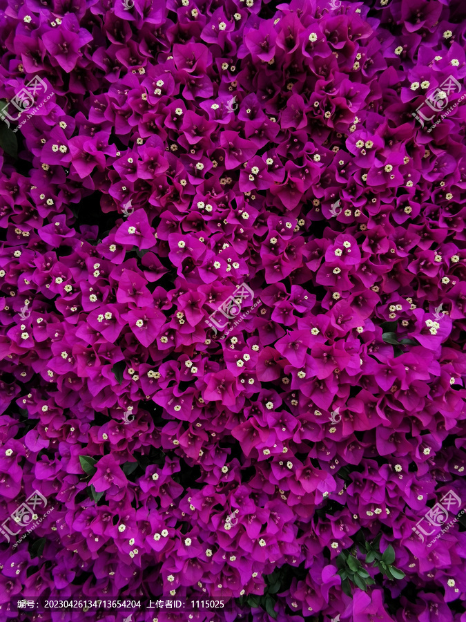 紫红色花墙