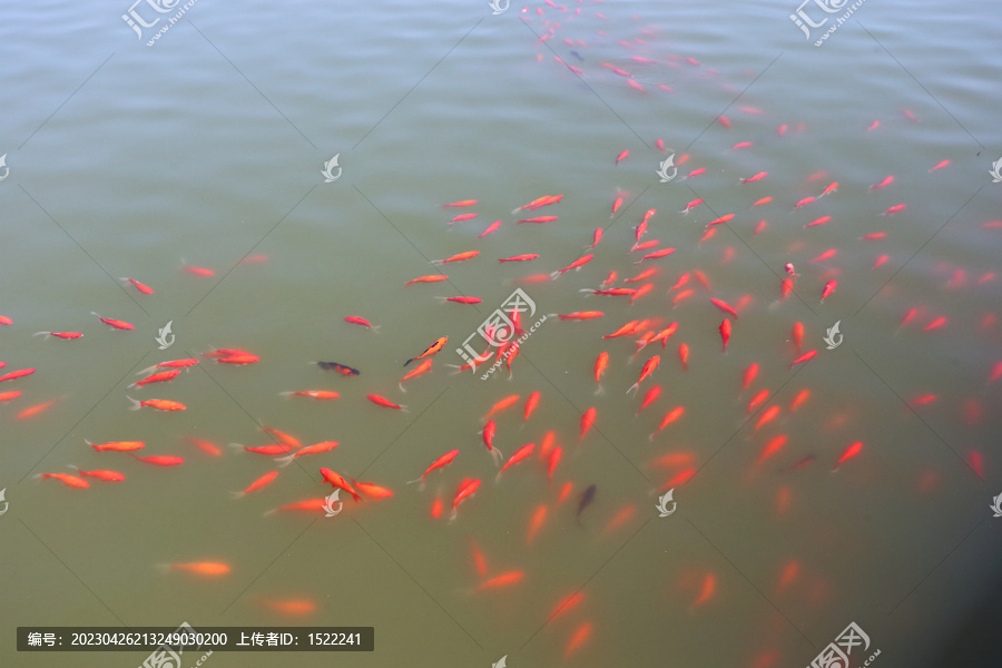 锦鲤红鲤鱼