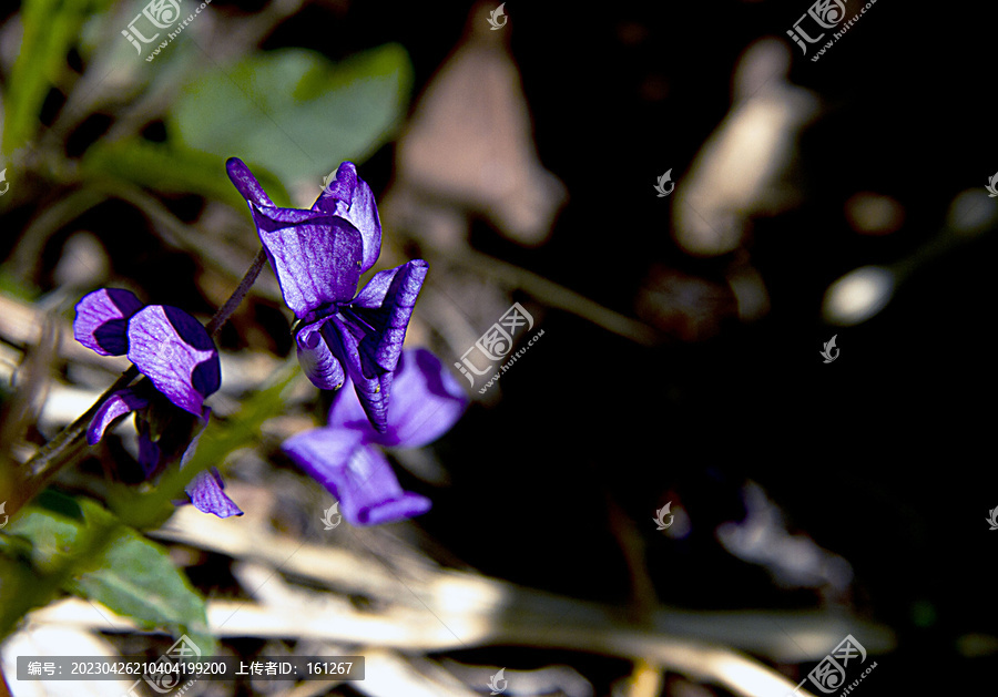 蓝铃花