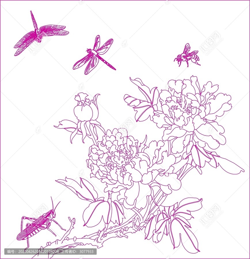 菊花昆虫线描图
