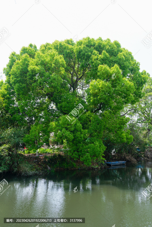 河边绿化树