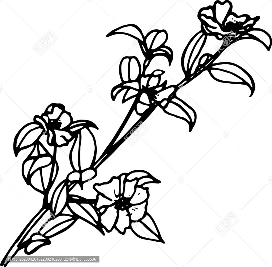 茶花