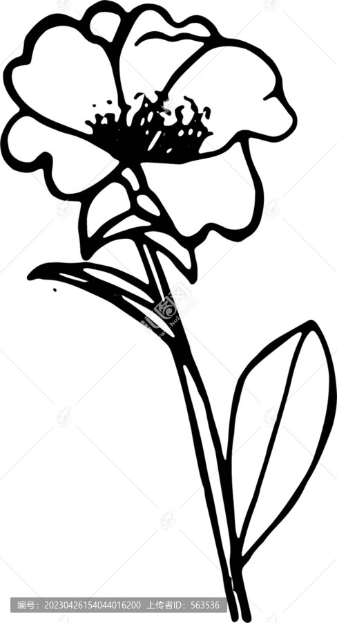 茶花