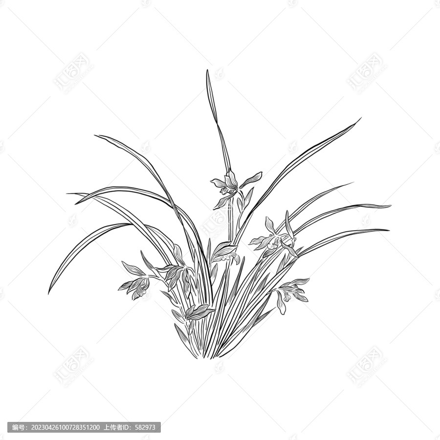 蘭花白描