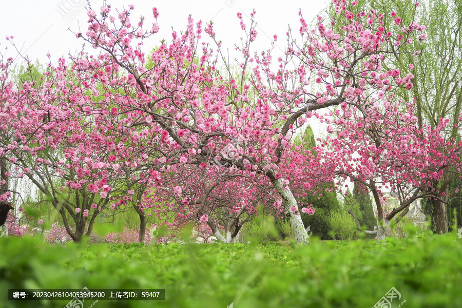 桃花林