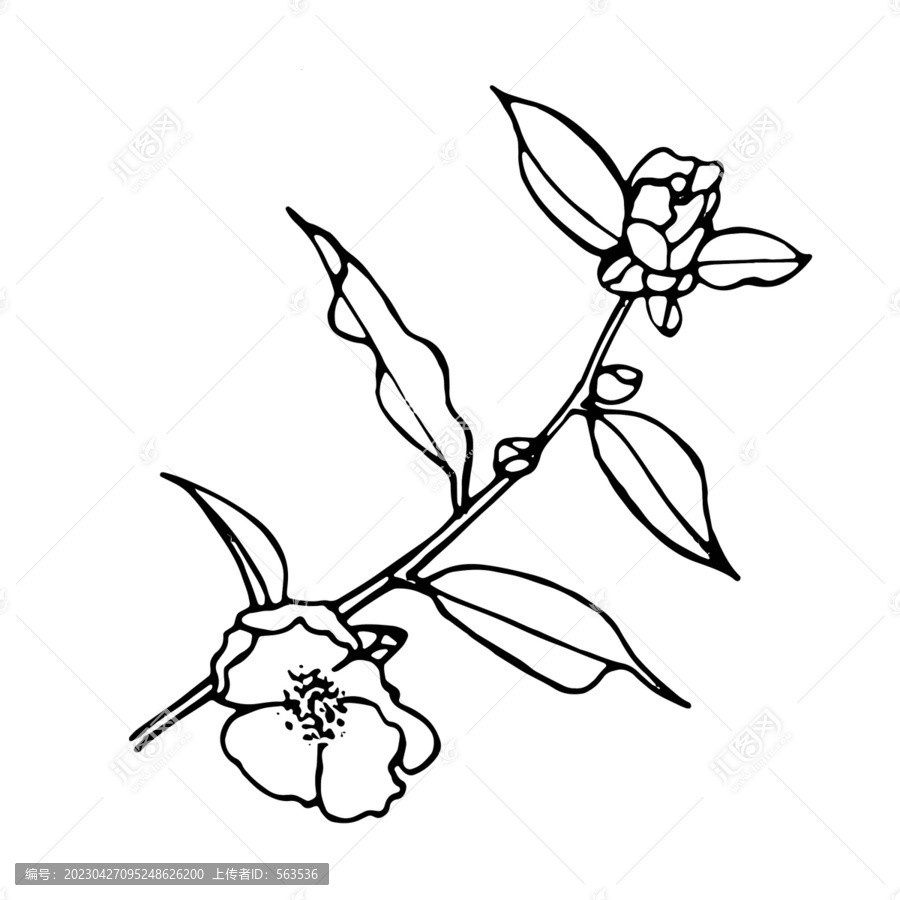 山茶花