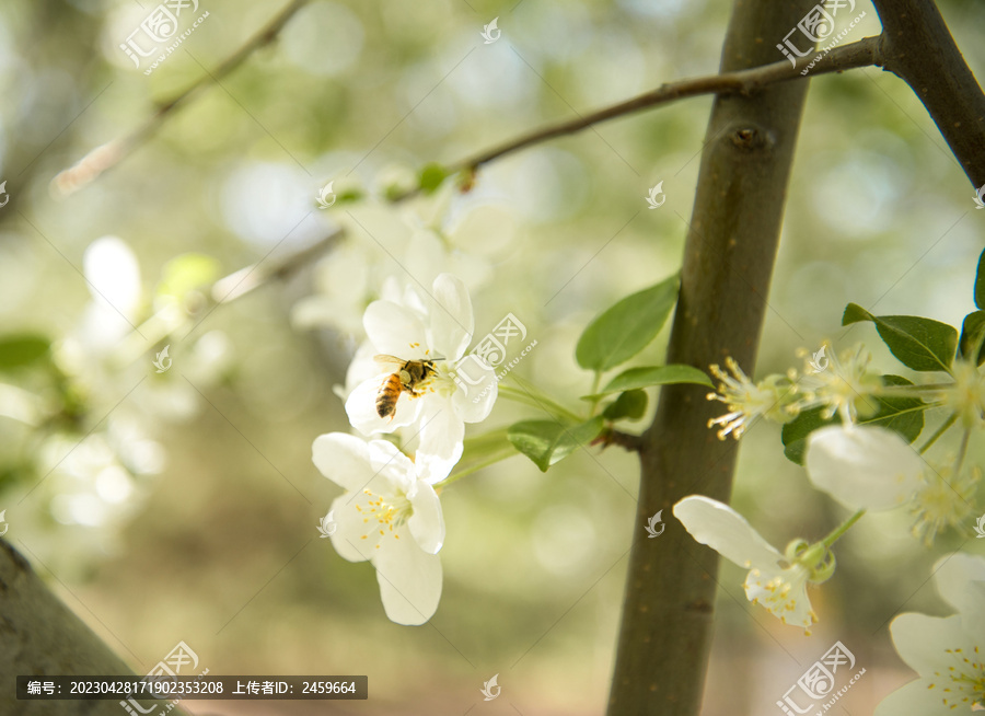 盛开的白色海棠花