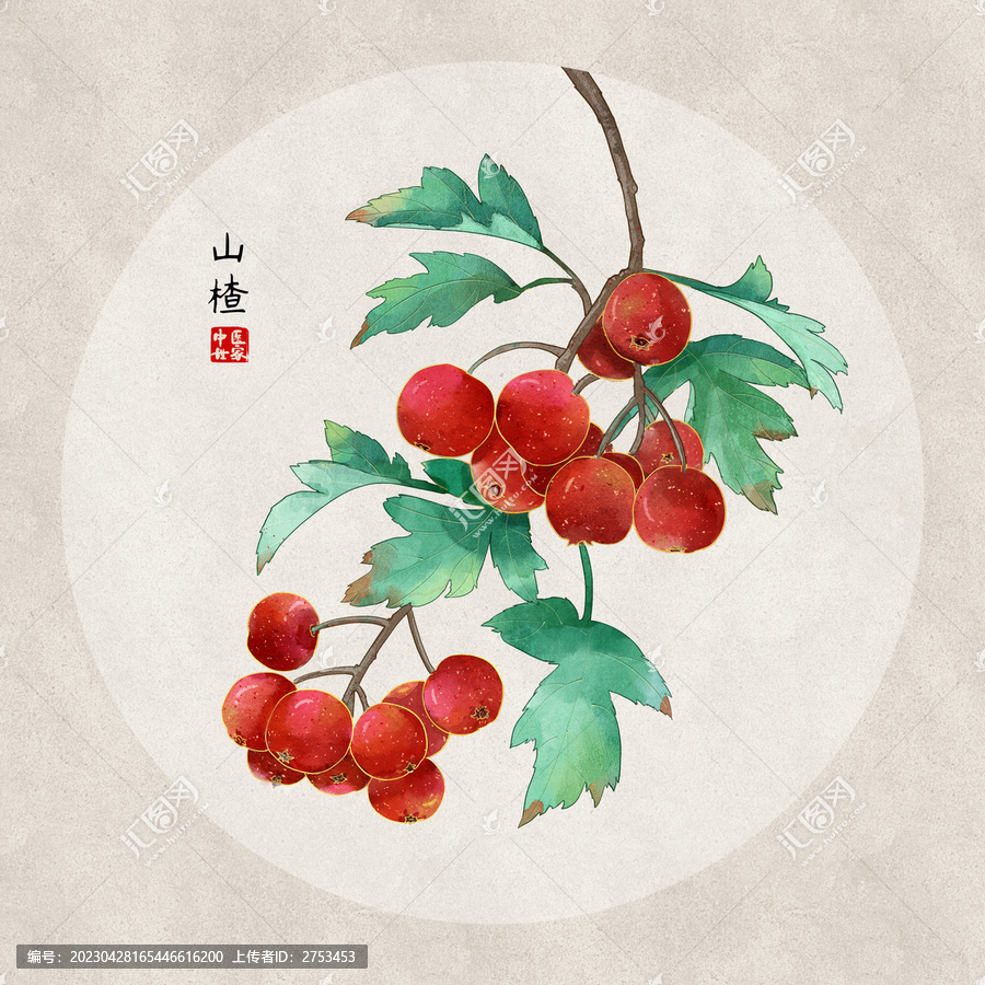 山楂插畫