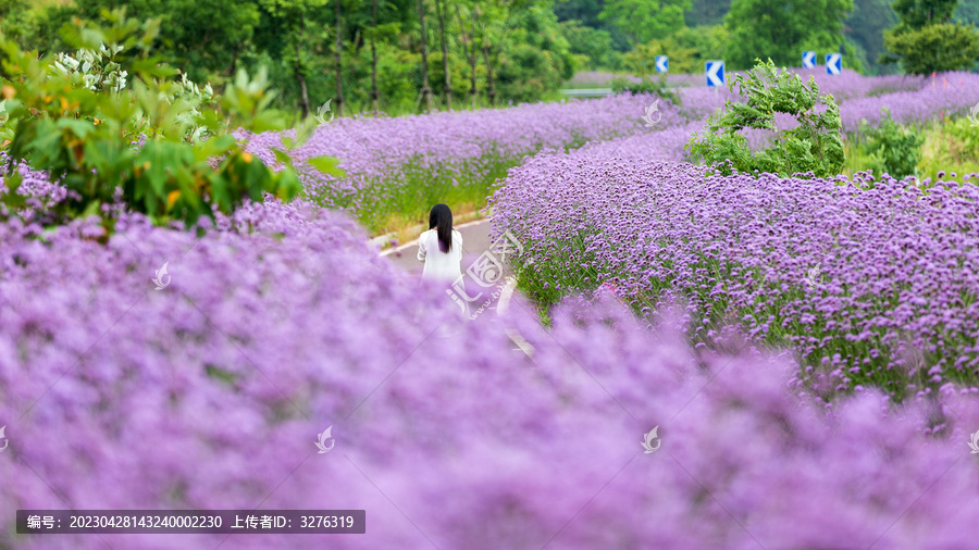 千岛湖生态绿道成片马鞭草