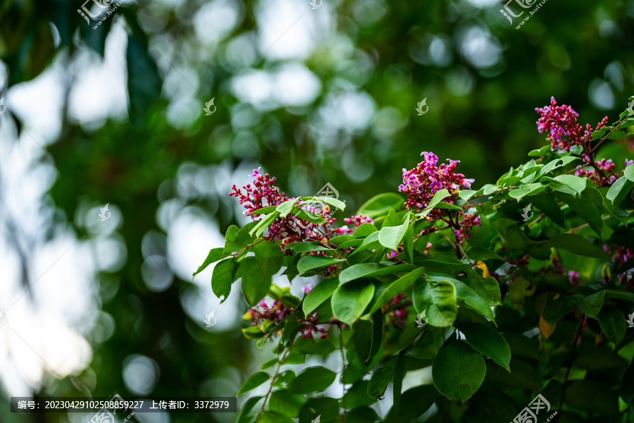 水果杨桃开花