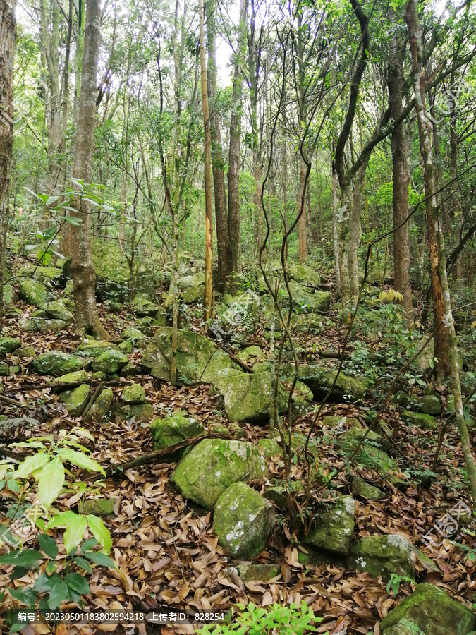 森林植被