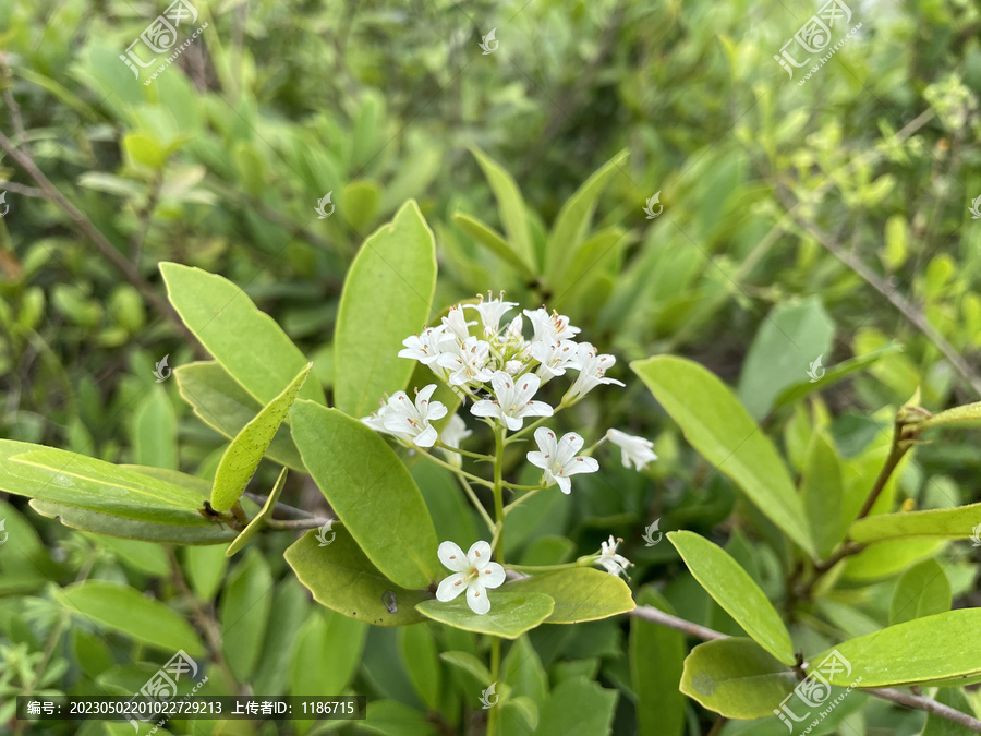 泽珍珠菜