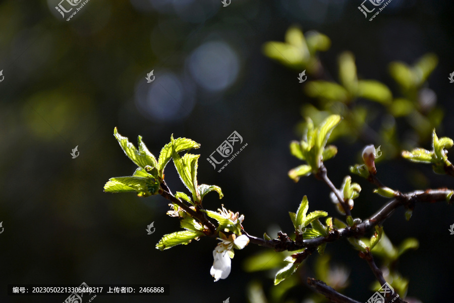 山樱桃花