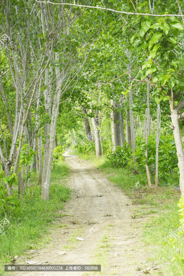 乡间树林小路