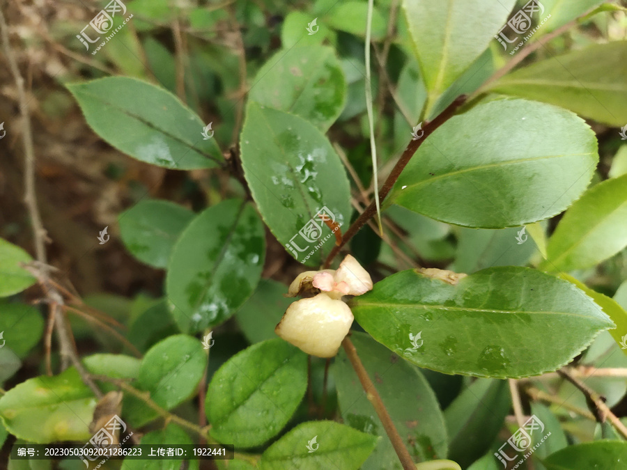 茶苞嫩叶