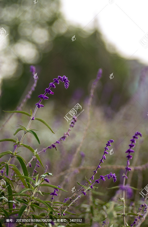 薰衣草背景