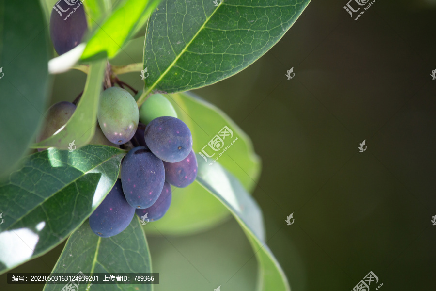 桂花树结果