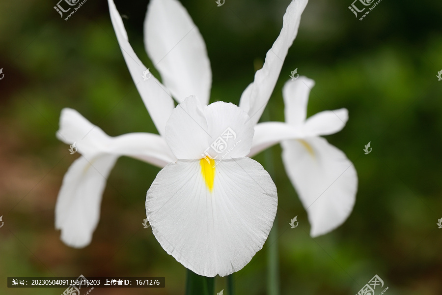 鸢尾花