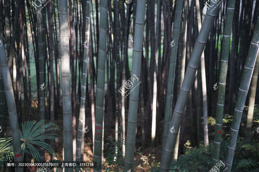 深山竹海竹林竹子步道近景