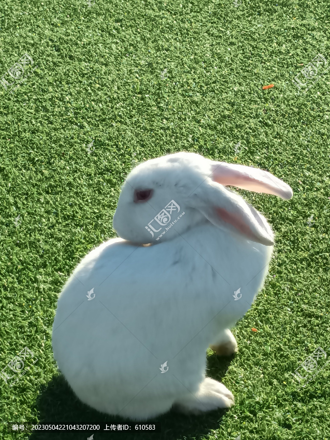 白兔草地