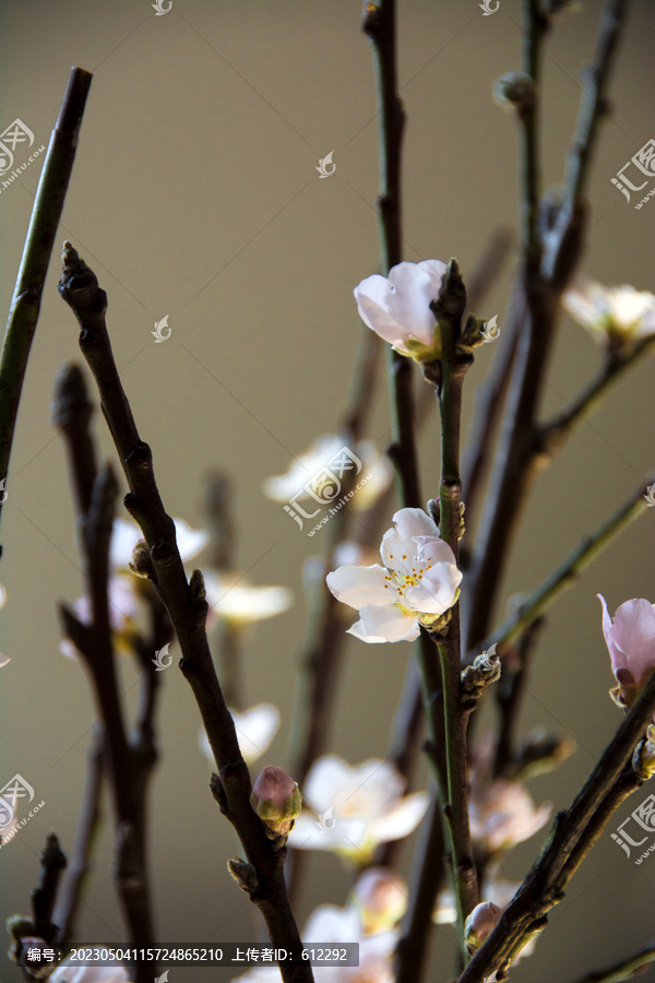 桃花枝