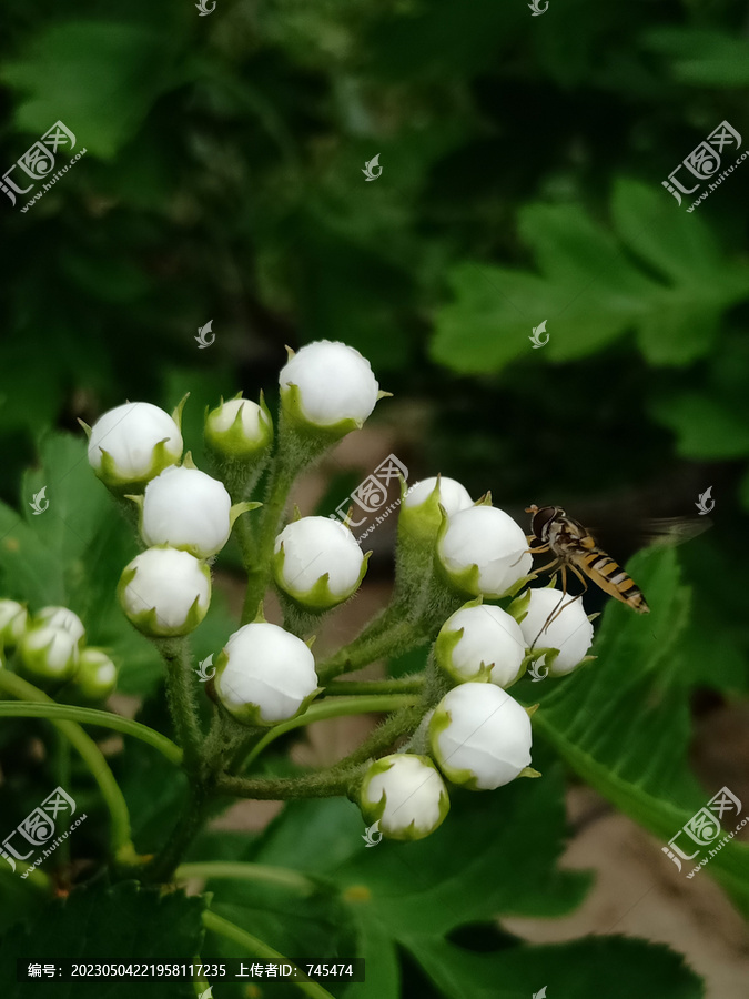 花苞