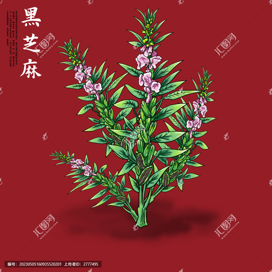 黑芝麻插畫