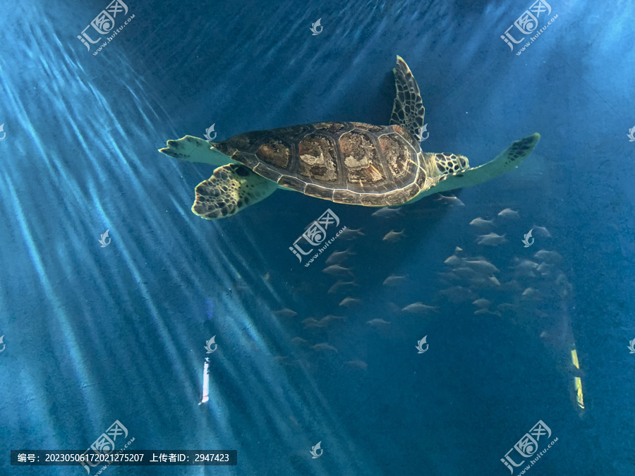 遨游的海龟