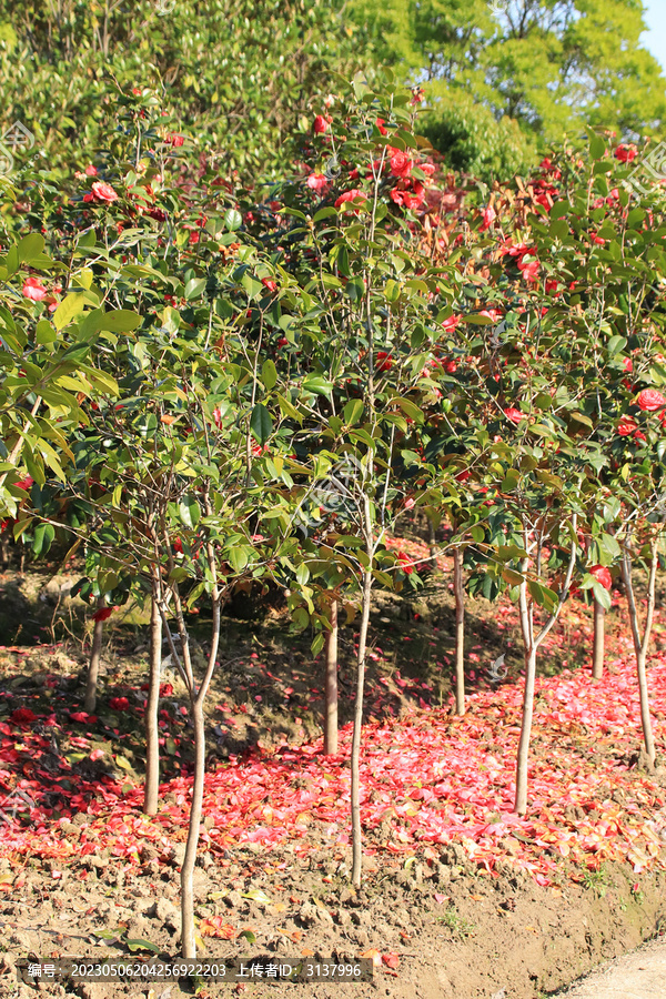 山楂树种植