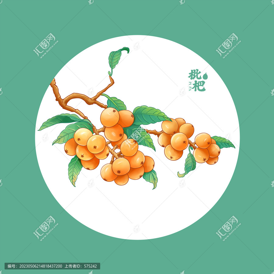 手繪枇杷插畫