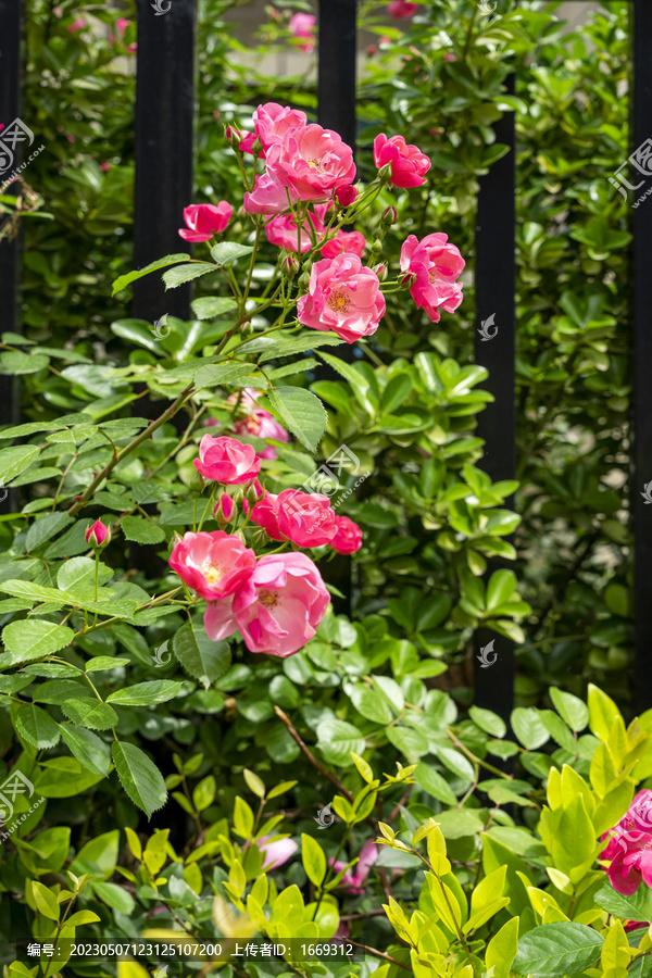 社区围墙上盛开的蔷薇花