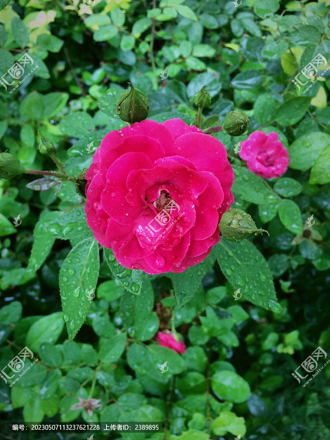 月季花玫瑰花朵