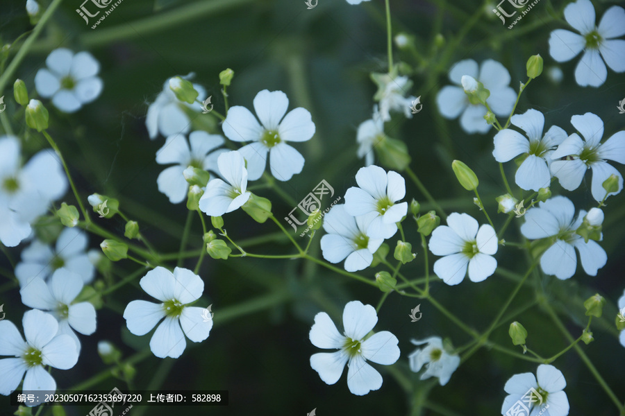 白色碎花背景