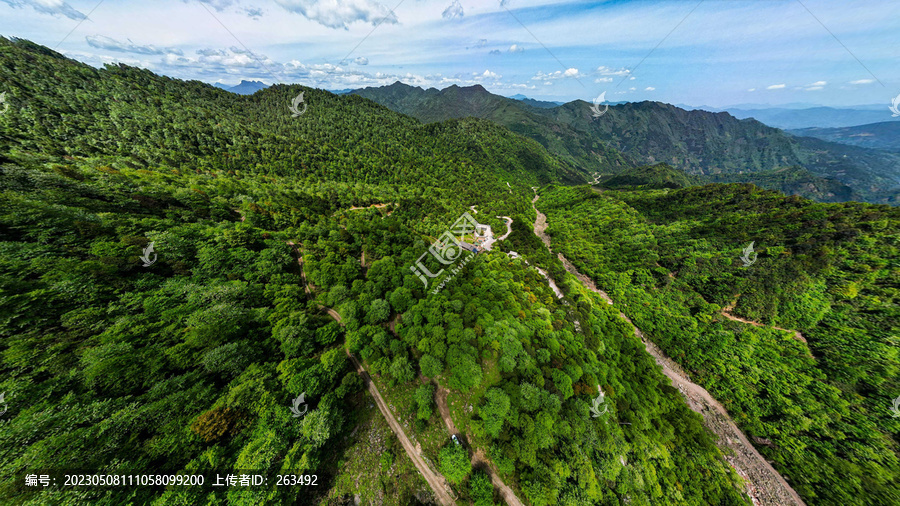 荥经安靖水司坪鸽子花