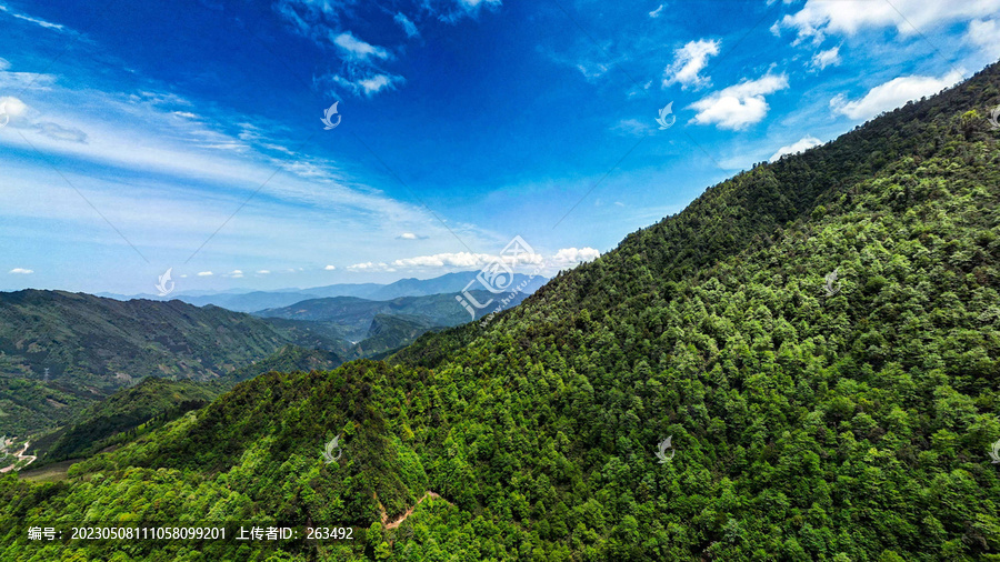 荥经安靖水司坪鸽子花