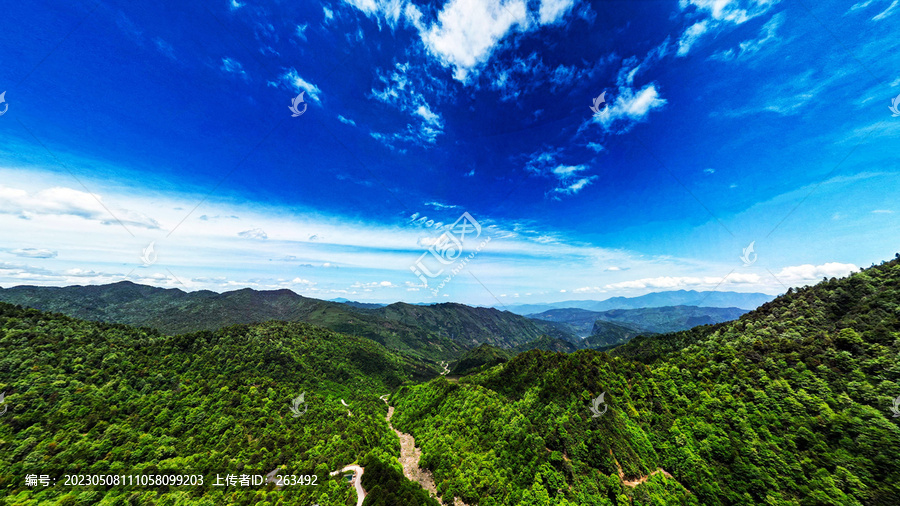 荥经安靖水司坪鸽子花