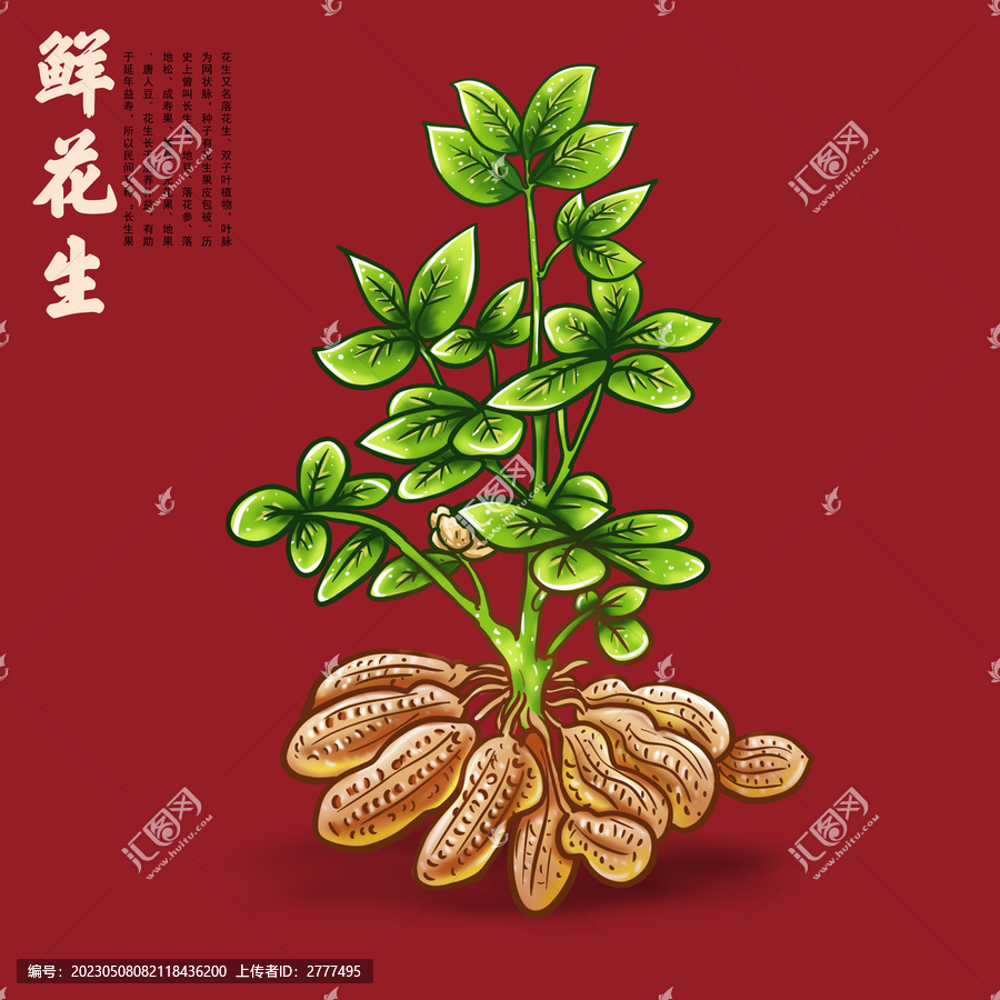 花生插畫
