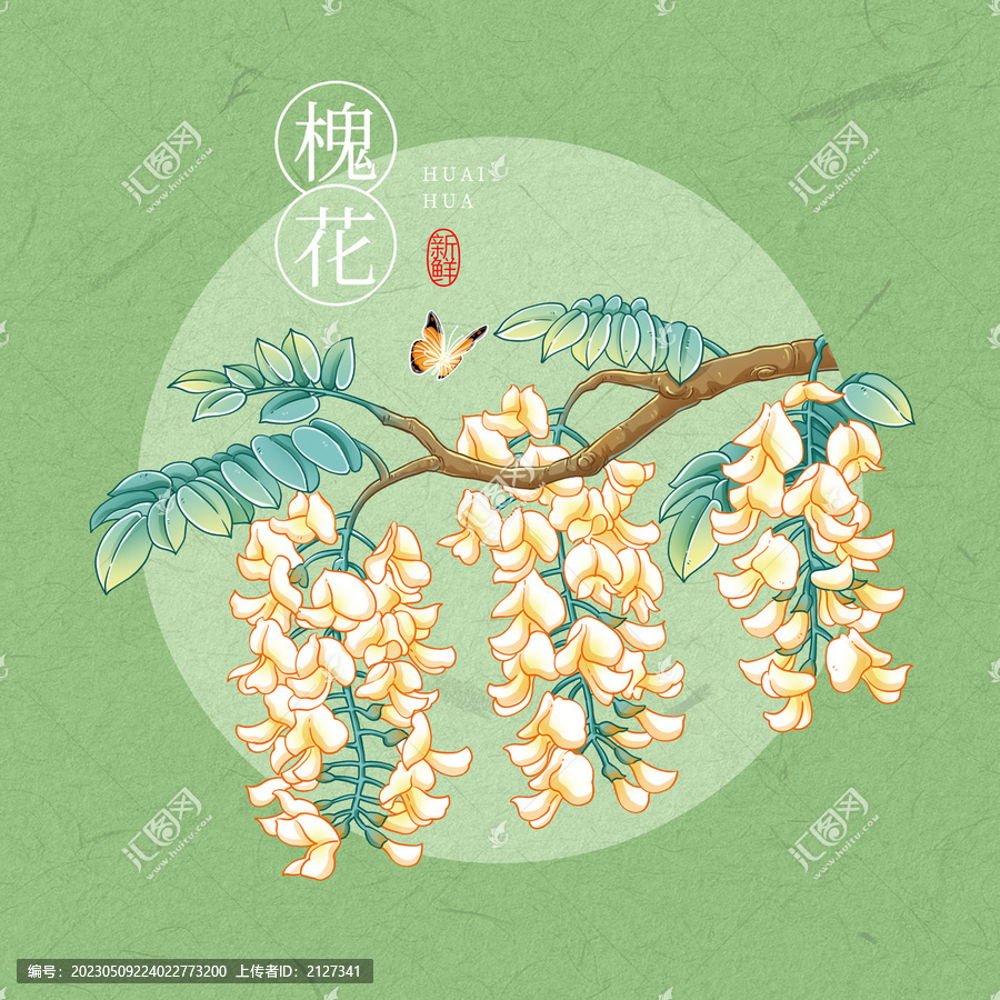槐花插畫