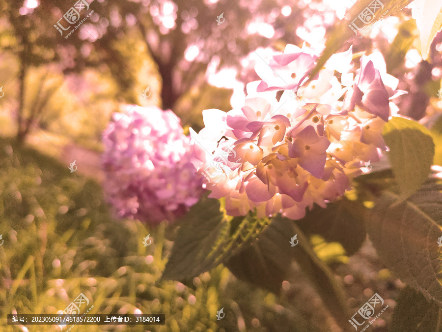 氛围感绣球花