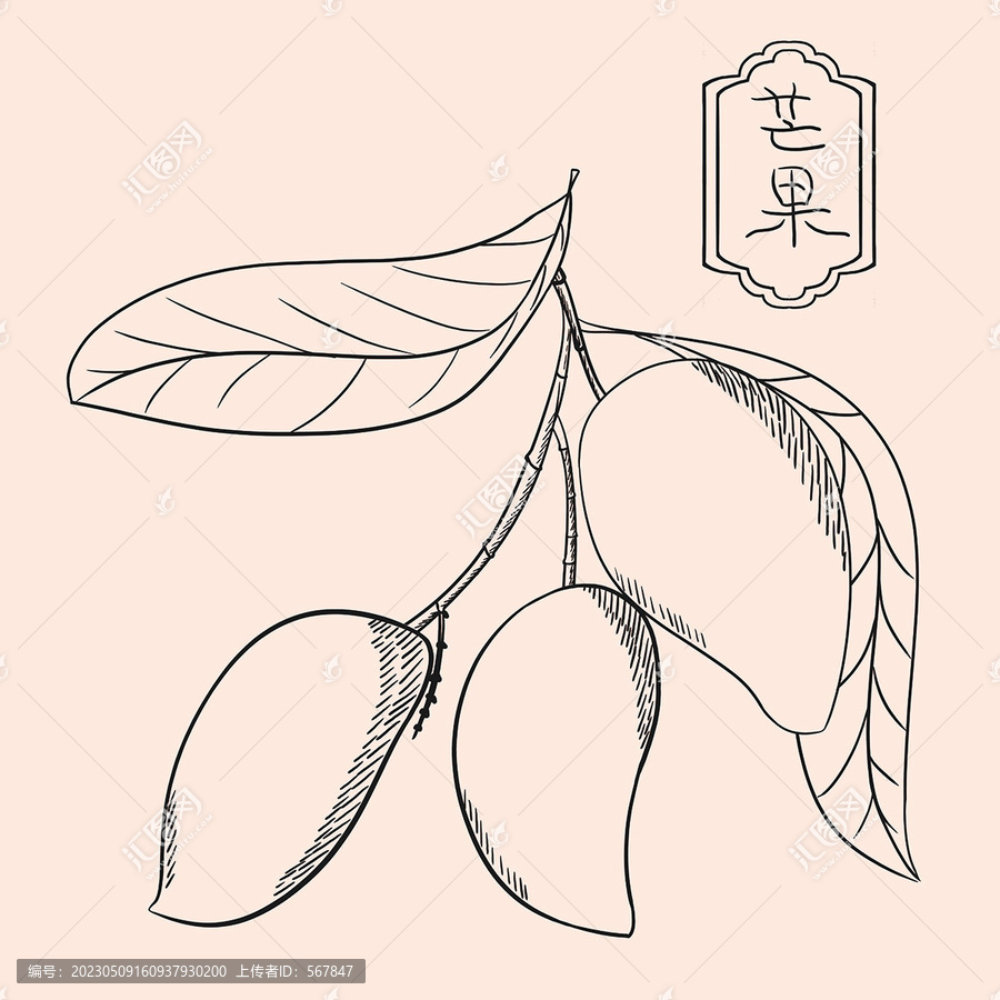 手繪芒果線稿