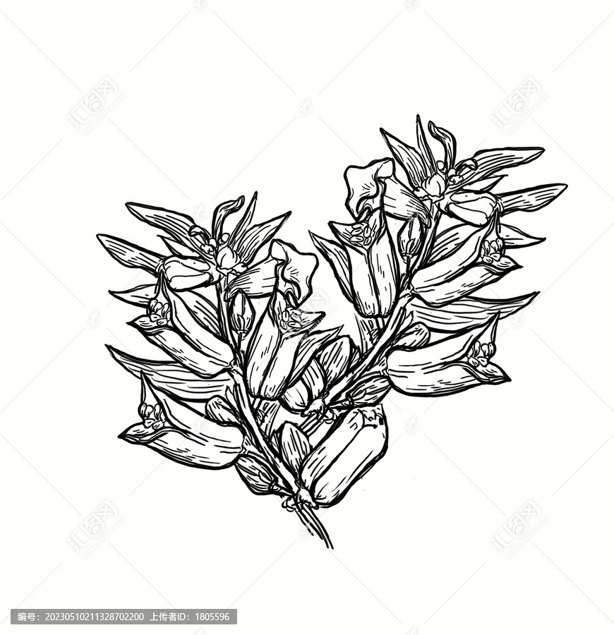 芝麻插畫(huà)