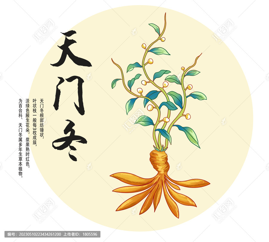 西京天門冬插畫分層