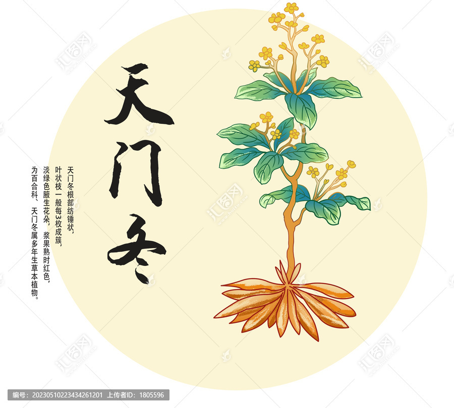 天門冬插畫分層